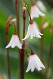 Maybe you would like to learn more about one of these? Late Summer Planted Bulbs Avon Bulbs