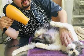 5 out of 5 stars. Veterinarian In Solana Beach Ca 92075 Academy Animal Hospital