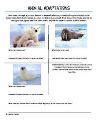 Animal Adaptations In The Arctic Animal Adaptations Adaptations Animal Adaptations Experiments