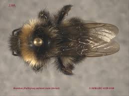 Image result for Bombus sporadicus