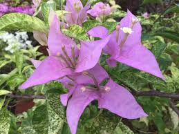 Maybe you would like to learn more about one of these? Bougainvillaea Singapore Bougainvillea Sri Lanka Facebook