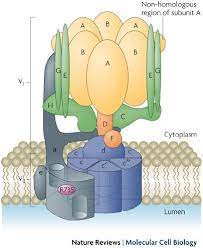 But i can't find any explicit information about it. Vacuolar Atpases Rotary Proton Pumps In Physiology And Pathophysiology Nature Reviews Molecular Cell Biology