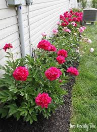 Growing Peonies Peony Bush Care Growing Peonies Flower Garden Design Flower Bed Designs