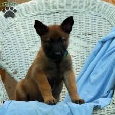 We raise only belgian malinois puppies and we limit the litters per year and per dog to make sure we turn out only the healthiest working dogs. Belgian Malinois Puppies For Sale Greenfield Puppies Belgian Malinois Puppies Malinois Puppies Malinois Puppies For Sale