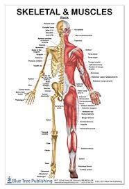 The strongest muscular women on the planet are found here. Charts Posters Muscles Female Poster 12 17inch Working Out Muscular System Anatomical Chart For Physical Fitness Science Education