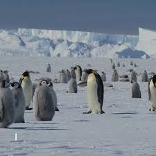 ?? Your Antarctic adventure starts here!, Experience the extraordinary with the Antarctica Express Fly & Sail Expedition — where dramatic glaciers, vast frozen landscapes, and unforgettable wildlife ...
