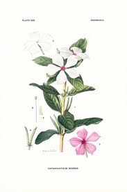 Image result for Catharanthus roseus
