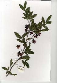 Image result for Ochna arborea