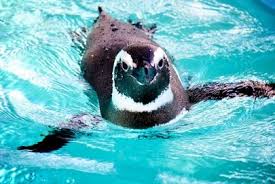 Pin By Manny Marcy On Penguins Penguins Animals My Spirit Animal