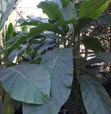 Image result for Anthocleista grandiflora