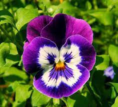 Pin On ڿڰ ڿڰ Flowers Gardens ڿڰ ڿڰ