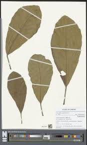 Image result for Uapaca guineensis