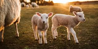 Lamb left in the meat case and on the top of the selection of meat available has more of a chance to be exposed. Dog Owners Urged To Keep Dogs Under Control During Lambing Season