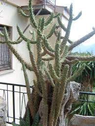 Image result for Austrocylindropuntia