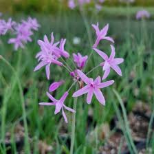 Image result for Tulbaghia fragrans