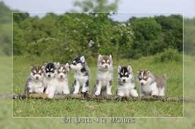 Chiots Huskies A Reserver Naissance Prevue Vers Le 10 Juin 2017 Merci De Prevoir Vos Reservations Des Maintenant Chiot Husky Chiot Acheter Un Chiot