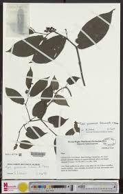 Image result for Dictyophleba ochracea