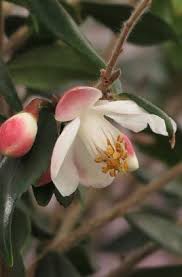 Camellia Rosthorniana Elina Camellia Pbr Plants