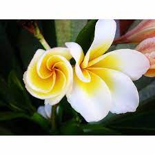 Our Plumeria Which Two Months Ago Was Just A Stalk Has Two Branches Full Of Leaves And Its First Flowers Don T They Resemble A Jet Eng Plumeria Flowers Plants