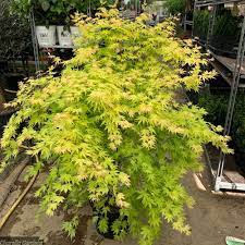 They have been collected for centuries, and more than 2,000 different. Acer Palmatum Orange Dream 4 Sizes