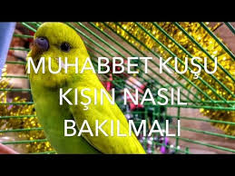 Muhabbet Kusu Kisin Nasil Bakilir Youtube