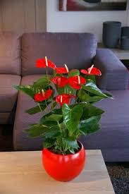 How to keep flowers alive indoors. 25 Flowering Indoor Plants That Are Easy To Keep Alive Flowersandflowerthings Plant Decor Indoor Indoor Flowers Garden Plant Pots