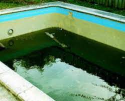 Get rid of pool algae quickly by following these simple steps. Remove And Prevent Swimming Pool Algae