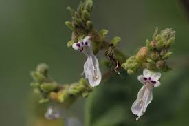 Image result for Aeollanthus