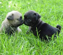 20 Melhor Ideia De Filhotes De Pugs Filhotes Pugs Filhote De Pug
