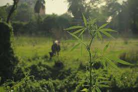 Preying on domestic or farm animals. How To Protect Your Cannabis Plants From Hungry Animals Rqs Blog