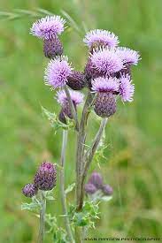 Pin On Thistle