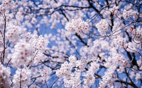 Find and download cherry blossom background on hipwallpaper. Japan Matsumoto Nagano Prefecture Cherry Flowers Bloom 640x1136 Iphone 5 5s 5c Se Wallpaper Background Picture Image