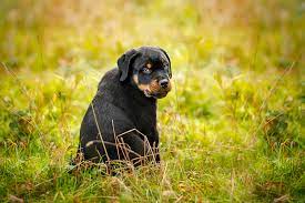 For example, if you're a pet photographer you could find many potential clients at dog shows. Specialist Pet Photography Sessions Product Pricing