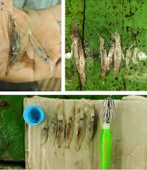 Pesca de calamar: la apertura al norte del 44&deg;S no logra sostener capturas y crece la incertidumbre en la flota