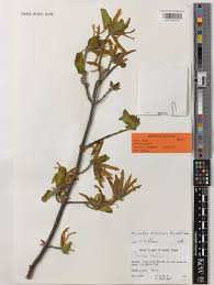 Image result for Anisotes