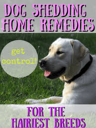 We strive to provide personalized, quality care for your pet, combining the technology and equipment of a much larger. Dog Shedding Remedies For Your Pets And Home Crafty Little Gnome