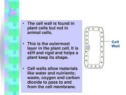 But it is also present in bacterial cells. Animal Cells And Plant Cells Ppt Download