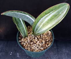 Image result for Sansevieria