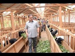 Sehingga dapat menghemat ruang dan biaya pembuatan kandang. Cara Usaha Ternak Kambing Tidak Terlalu Sulit Anda Perlu Mengenali Jenis Kambing Untuk Bisnis Peternakan Antara Lain Beternak Kambing Binatang Ternak Kambing
