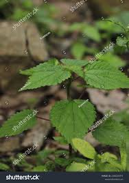 Image result for Tragia