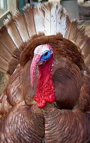 Much slower growth than the broad the bronze has been the most popular turkey variety for most of american history. Heritage Turkey Wikipedia