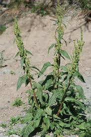 Image result for Rumex