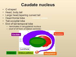 Lenticular nucleus — lentiform nucleus; Anatomy Of Basal Ganglia