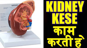 Kidney Kaise Kaam Karti Hai In Hindi How Kidney Works In Hindi Medical Guruji Youtube