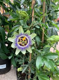 Passiflora Caerulea Passion Flower Passionflower Passiflora Caerulea Passion Flower Plants