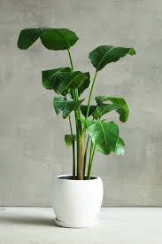 Bird Of Paradise In Pot Outside Strelitzia White Bird Of Paradise In 2020 Hanging Plants Indoor White Planters Hanging Plants