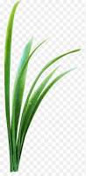 Image result for Microchloa