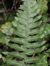 Image result for Microlepia