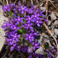 Image result for Raphionacme hirsuta