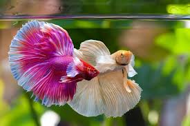 See full list on fishkeepingworld.com 15 Best Betta Tank Mates Safe And Compatible Species For Your Betta With Pictures It S A Fish Thing